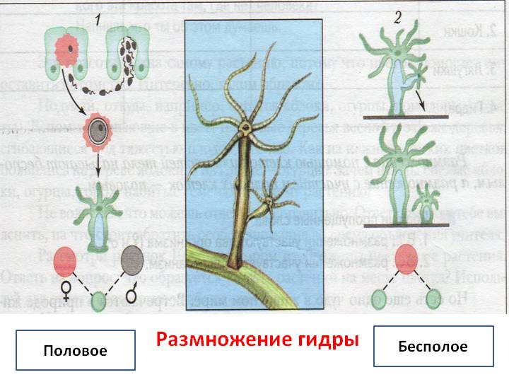 Что продают на кракене