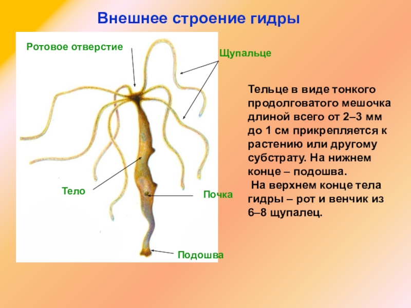 Darknet ссылки